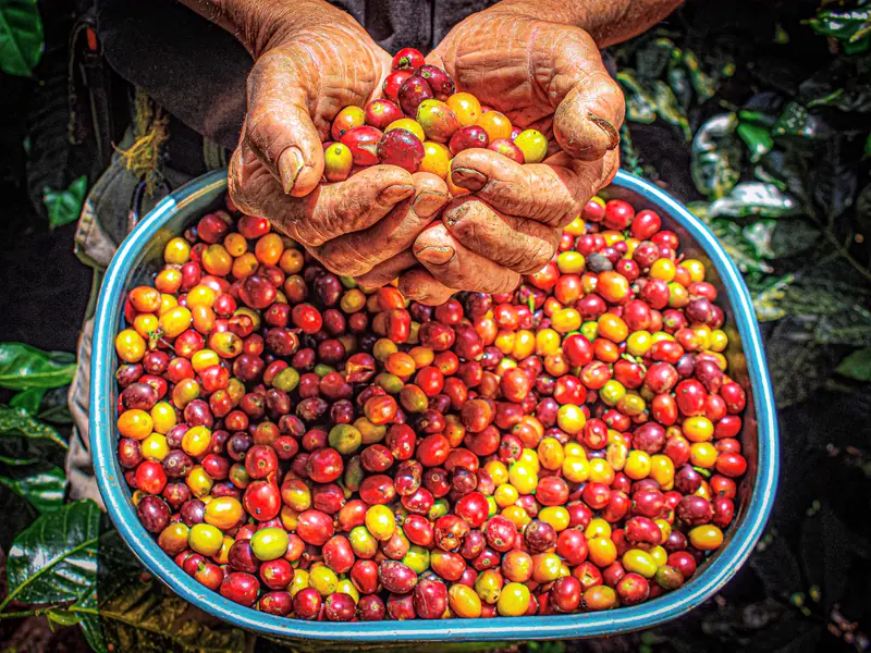 Hands holding freshly picked red and yellow coffee cherries over a full basket