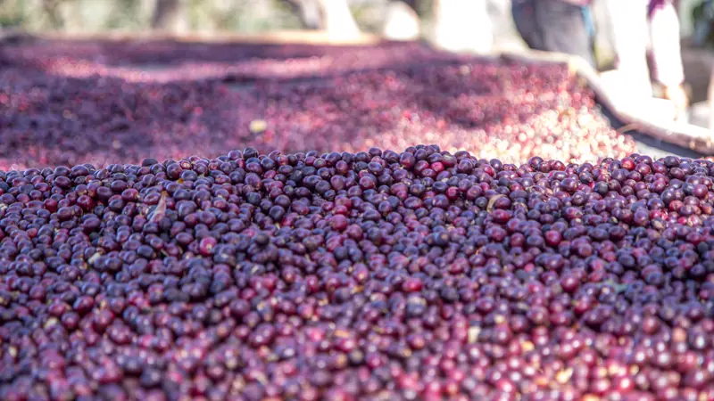Red coffee cherries drying in the sun on long raised beds