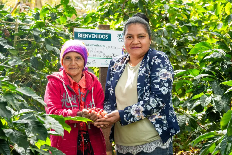 Two coffee farmers hold freshly picked cherries among coffee plants