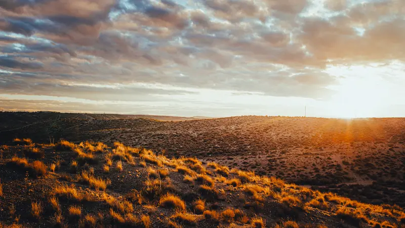 Golden hour light across high desert grassland in New Mexico