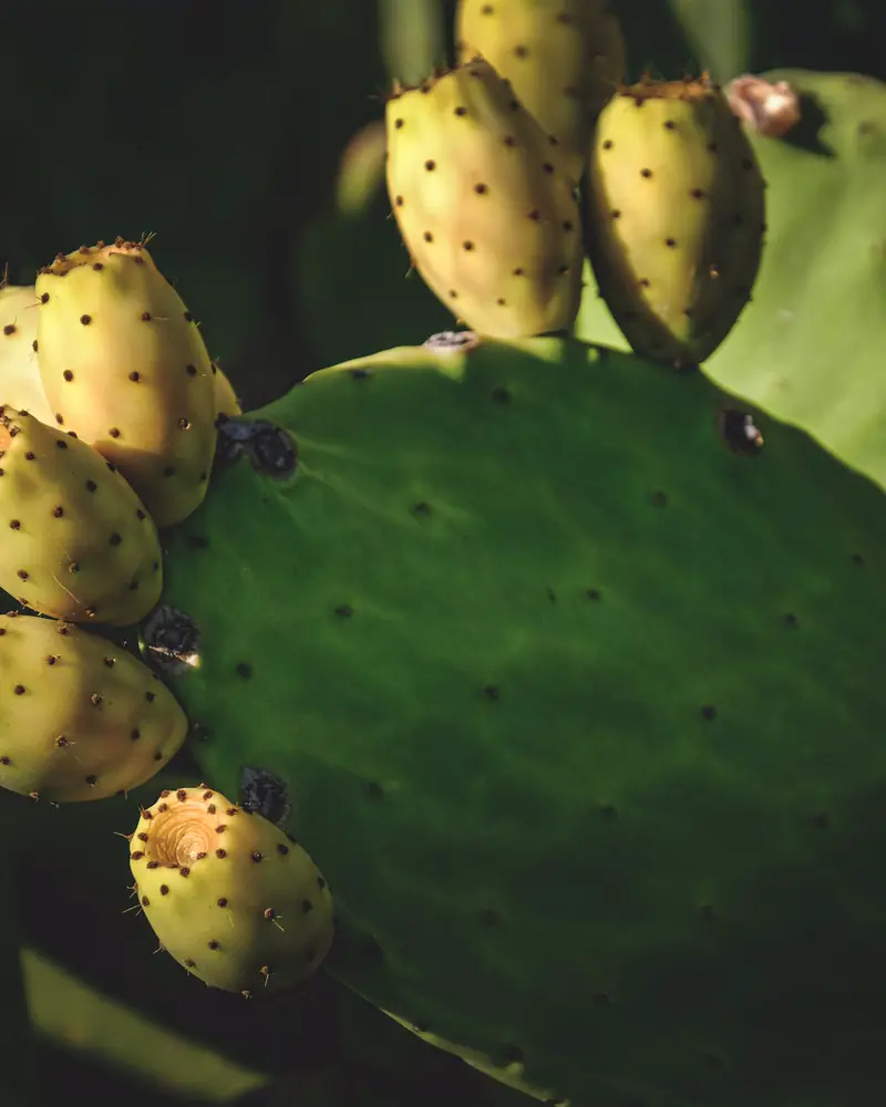 Prickly pear cactus pads with ripe fruit in late afternoon sun