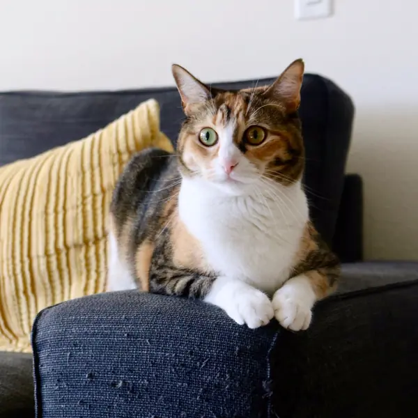 A calico cat rests on the arm of a navy sofa beside a yellow pillow