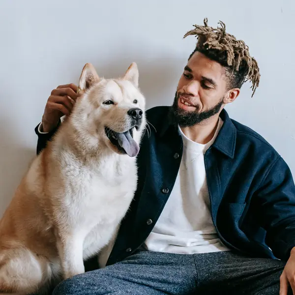 A man laughs with his fluffy Akita against a white wall