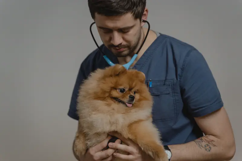 A veterinarian holds a fluffy Pomeranian during a checkup