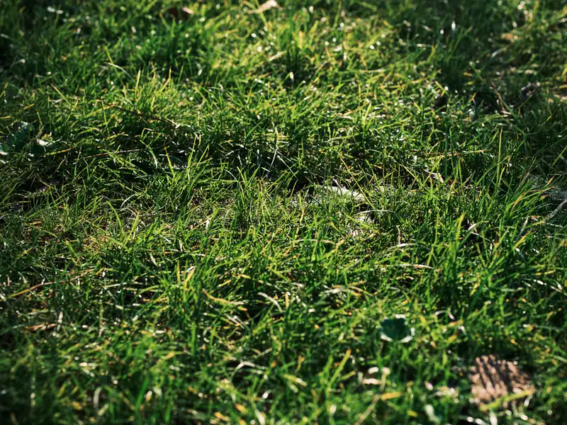 After: thick, green grass