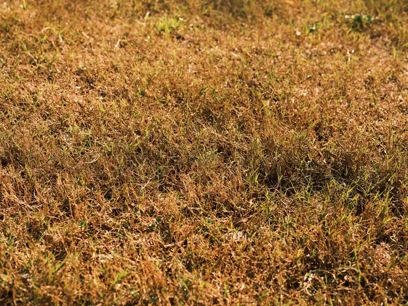 Before: thin, dry, straw-colored grass