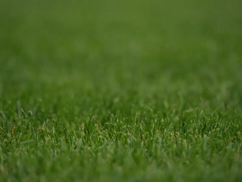 Close-up of a dense, healthy green lawn
