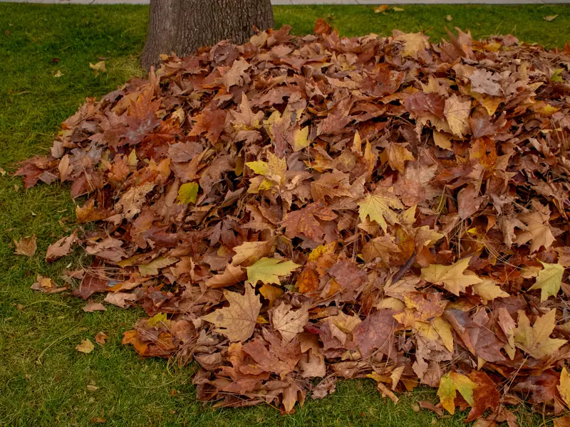 A pile of orange and brown autumn leaves on green grass