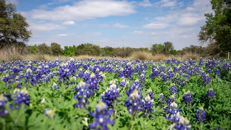A field of Texas bluebonnets in full bloom under a blue sky