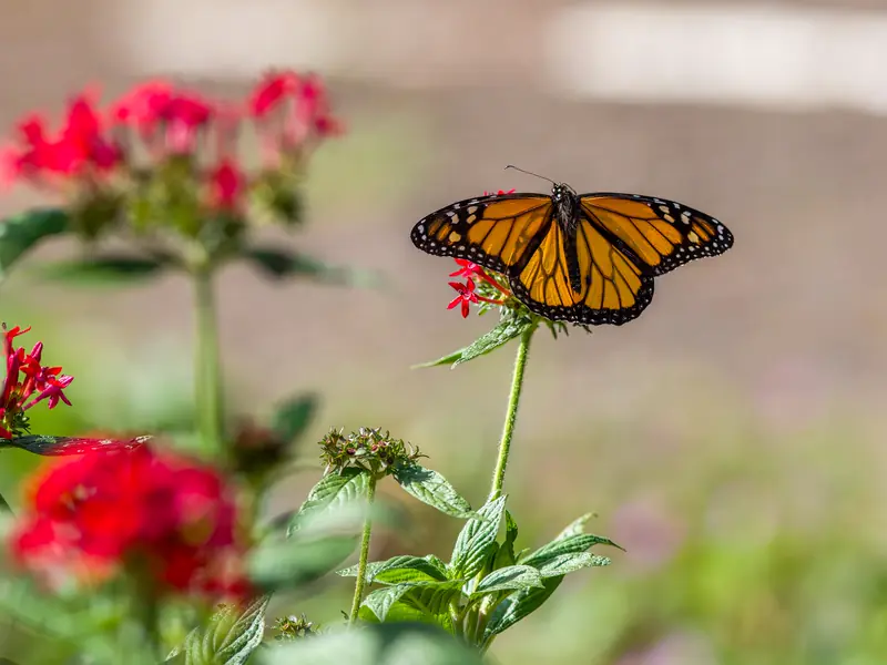 A monarch butterfly feeding on red flowers