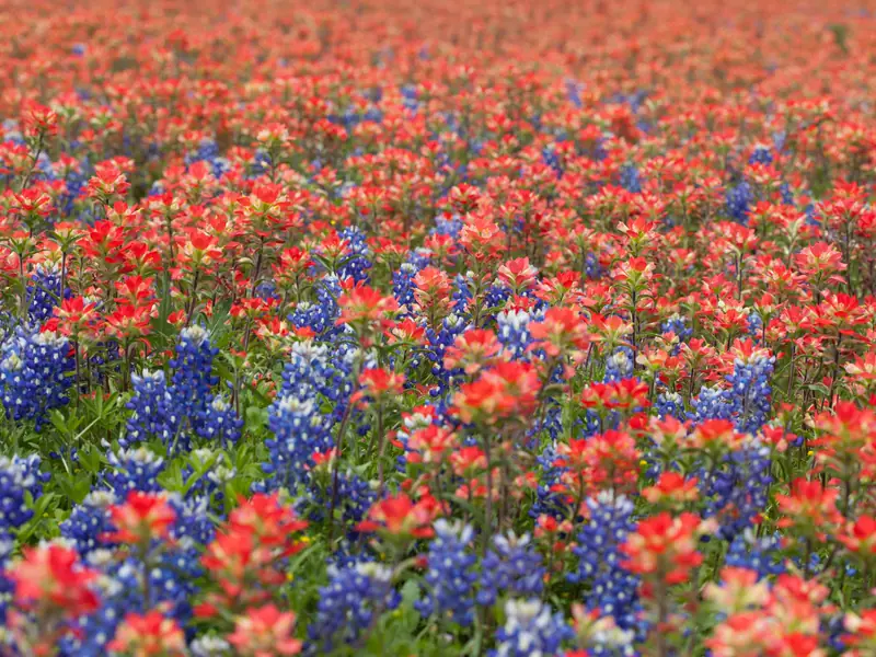 A meadow of red Indian paintbrush and blue bluebonnets