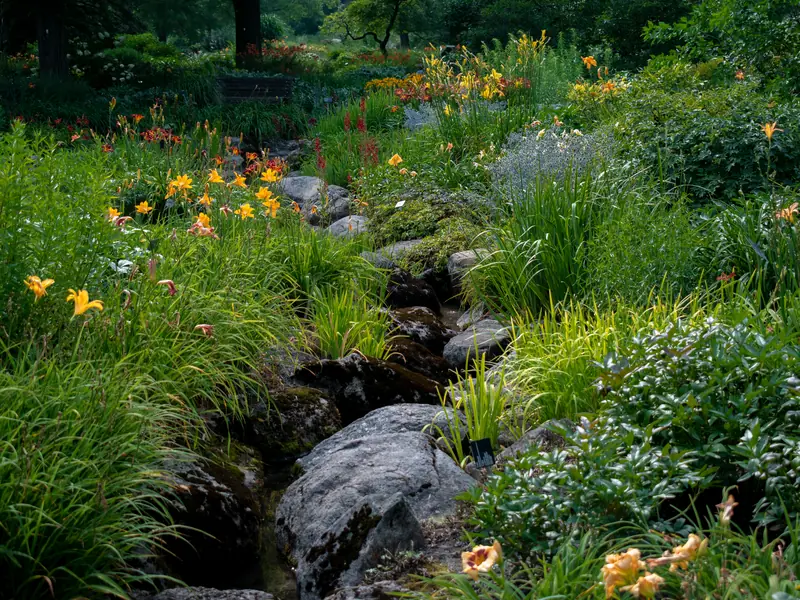 A planted channel of rocks and flowering perennials that carries stormwater