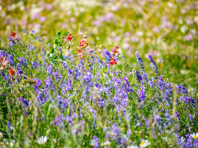 A spring meadow of purple, pink and white wildflowers