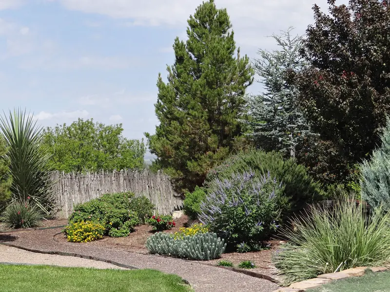 A dry garden of agaves, grasses and evergreen shrubs along a gravel path