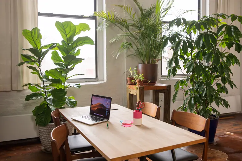 A bright meeting room with a wooden table and tall green plants