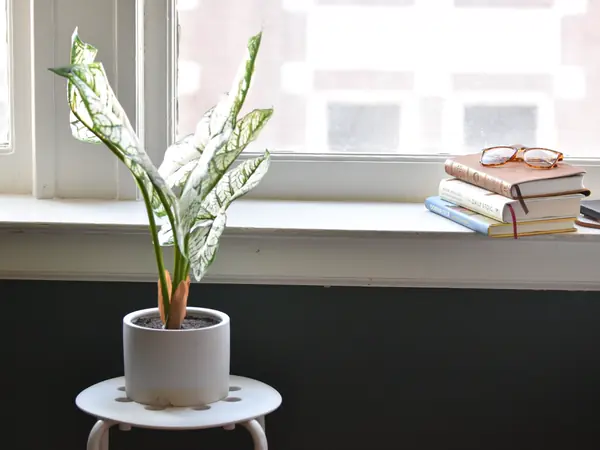 A potted plant and a stack of books on a sunny windowsill