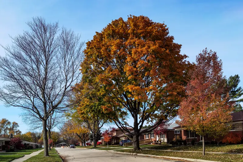 Tree-lined street with tall oaks in fall color